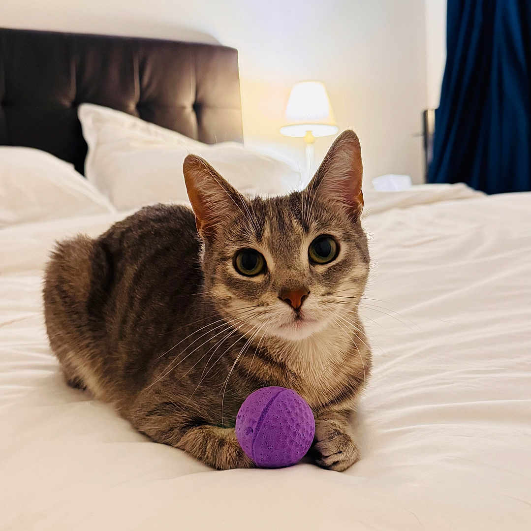 Vanille Prudhomme a rejoint le concours — aidez-le/la à gagner de superbes lots ! animal, bed, bedroom, blanket, cat, cozy, curious, domestic, ears, feline, fur, home, indoor, lamp, pet, pillow, purple_ball, resting, tabby, whiskers