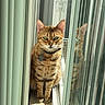 Makita joined the competition — help win amazing prizes! animal, cat, closeup, collar, domestic_cat, feline, glass, green_eyes, indoor, pet, portrait, reflection, serious, sitting, striped_fur, sunlight, tabby_cat, tag, vertical_blinds, window