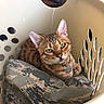 animal, bengal_cat, bookshelf, camouflage_fabric, cat, collar, cozy, cute, domestic, ears, feline, fur, green_eyes, household, indoor, laundry_basket, pet, relaxed, resting, whiskers