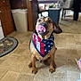 dog, bandana, american_flag, tongue_out, pet, indoor, tile_floor, kitchen, animal, cute, brown_dog, sitting, looking_up, domestic, mammal, companion, household, playful, fur, ears