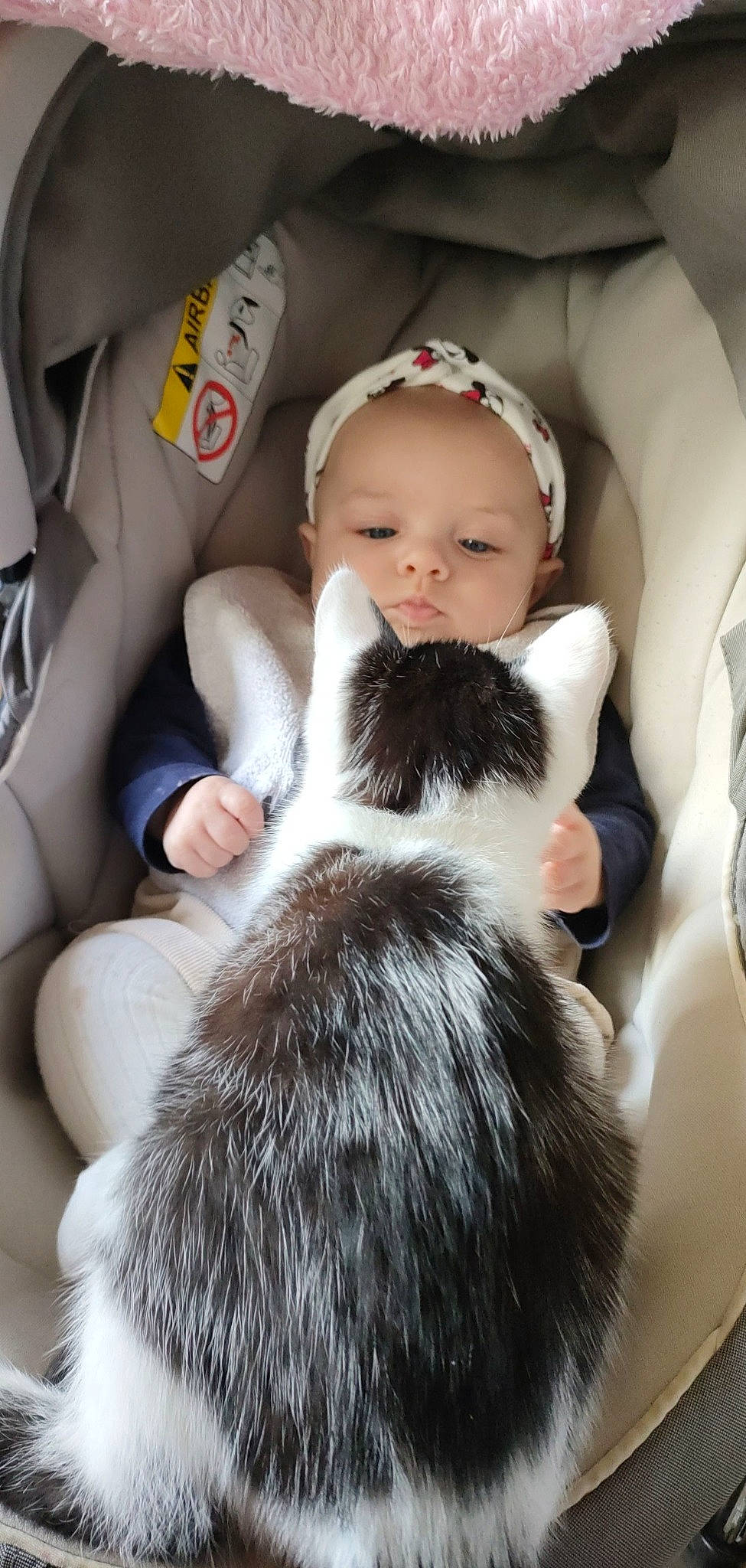 Eva a rejoint le concours — aidez-le/la à gagner de superbes lots ! baby, cap, carnivore, comfort, companion_dog, dog_breed, felidae, finger, fur, human_leg, lap, mammal, person, sitting, small_to_medium_sized_cats, textile, thigh, toddler, toy, whiskers