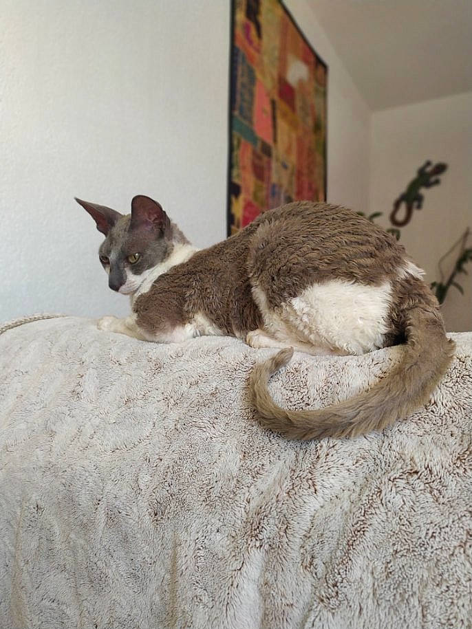 Louna a rejoint le concours — aidez-le/la à gagner de superbes lots ! beige, carnivore, cat, comfort, domestic_short_haired_cat, fawn, felidae, fur, grey, linens, liver, picture_frame, small_to_medium_sized_cats, snout, tail, terrestrial_animal, vertebrate, whiskers