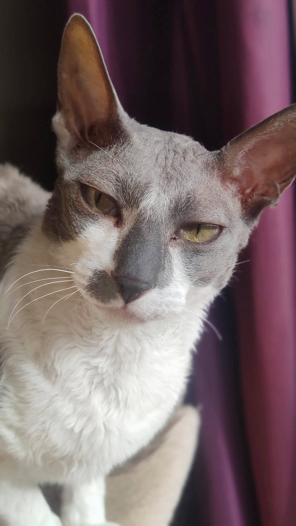 Louna a rejoint le concours — aidez-le/la à gagner de superbes lots ! carnivore, cat, domestic_short_haired_cat, facial_expression, felidae, fur, neck, organ, organism, peterbald, small_to_medium_sized_cats, snout, sphynx, terrestrial_animal, vertebrate, whiskers