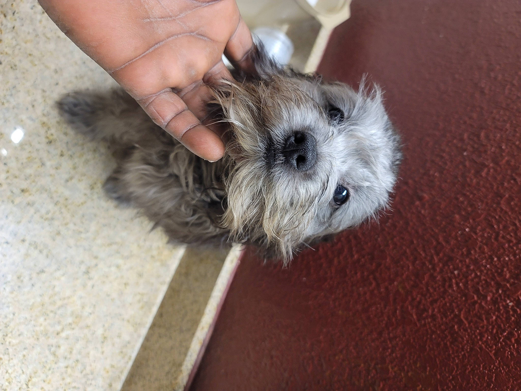 Sincear is registered to the contest to win money with this photo: canidae, carnivore, companion_dog, dog_breed, fawn, flooring, fur, maltepoo, nail, paw, plant, small_terrier, snout, whiskers, wrist