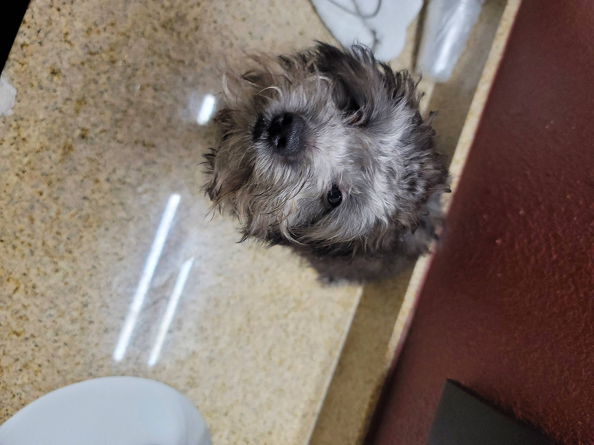 Sincear is registered to the contest to win money with this photo: canidae, carnivore, companion_dog, dog, dog_breed, fawn, fur, ingredient, kitchen_utensil, maltepoo, non_sporting_group, recipe, serveware, small_terrier, snout, spoon, sporting_group, terrier, toy_dog