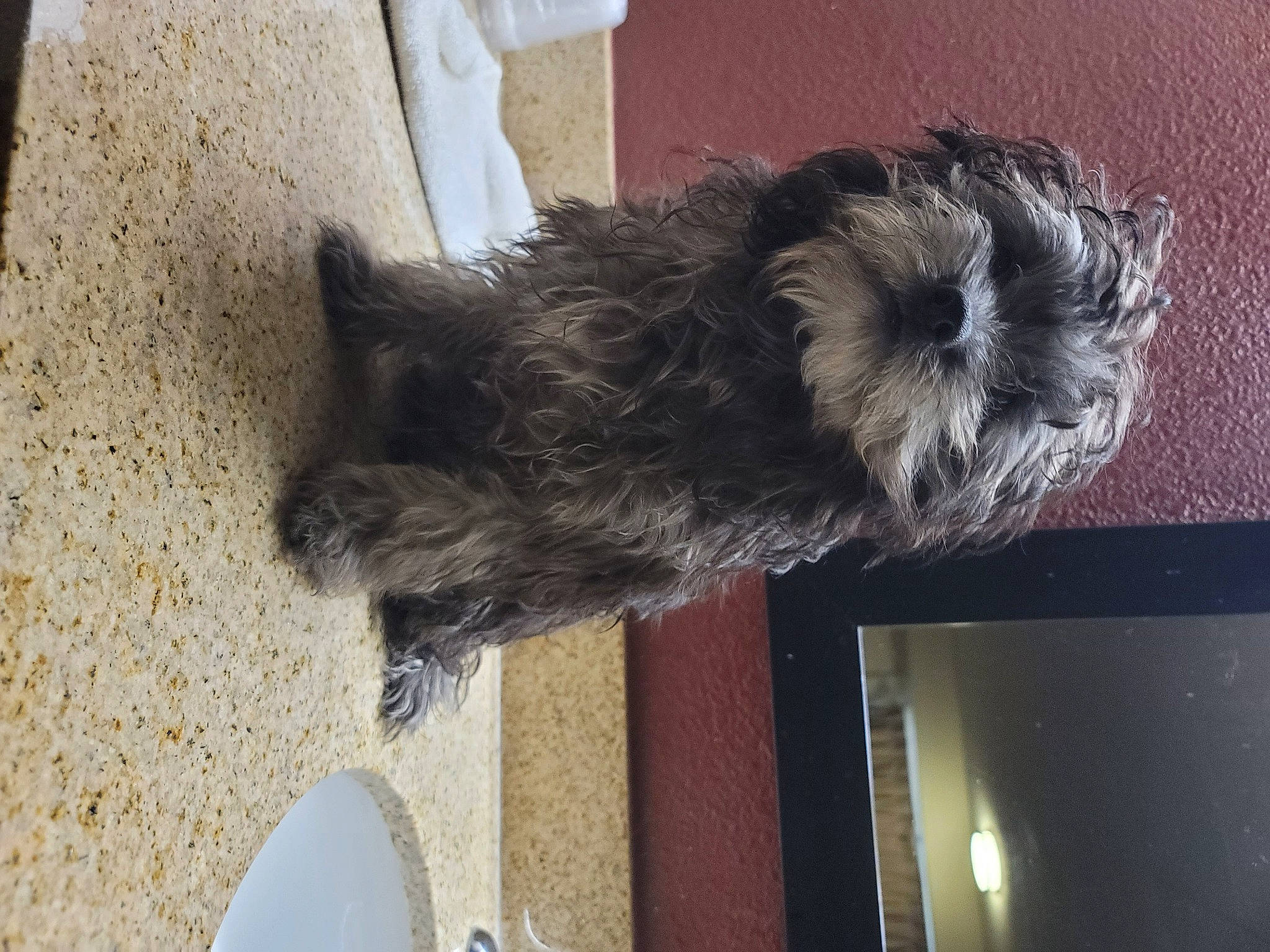 Sincear joined the competition — help win amazing prizes! canidae, carnivore, companion_dog, dog, dog_breed, fawn, fur, liver, non_sporting_group, small_terrier, snout, sporting_group, tail, television, terrier, toy_dog, water_dog