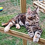 Autumn joined the competition — help win amazing prizes! cat, kitten, fence, outdoor, grass, wooden_platform, pet, animal, resting, young_cat, fur, ears, whiskers, enclosure, play_area, curious, calm, striped, tabby, paws