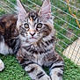cat, kitten, tabby, fur, whiskers, ears, eyes, grass, artificial_grass, wire_fence, enclosure, play_area, balls, wooden_frame, pet, animal, cute, resting, outdoor, curious