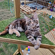 Autumn is registered to the contest to win money with this photo: kitten, cat, tabby, feline, pet, animal, grass, artificial_grass, enclosure, wire_fence, toys, colorful_balls, hanging_chair, backyard, outdoor, wooden_frame, rope_toy, relaxed, curious, play_area