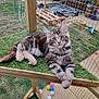 kitten, cat, tabby, feline, pet, animal, grass, artificial_grass, enclosure, wire_fence, toys, colorful_balls, hanging_chair, backyard, outdoor, wooden_frame, rope_toy, relaxed, curious, play_area