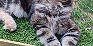 Autumn joined the competition — help win amazing prizes! alert, animal, artificial_grass, cat, colorful_balls, cute, ears, enclosure, feline, fur, kitten, outdoor, paws, pet, play_area, resting, whiskers, wire_fence, wooden_frame, young