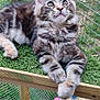 Autumn joined the competition — help win amazing prizes! cat, kitten, feline, fur, whiskers, ears, paws, artificial_grass, wire_fence, enclosure, colorful_balls, play_area, wooden_frame, outdoor, pet, cute, animal, resting, young, alert