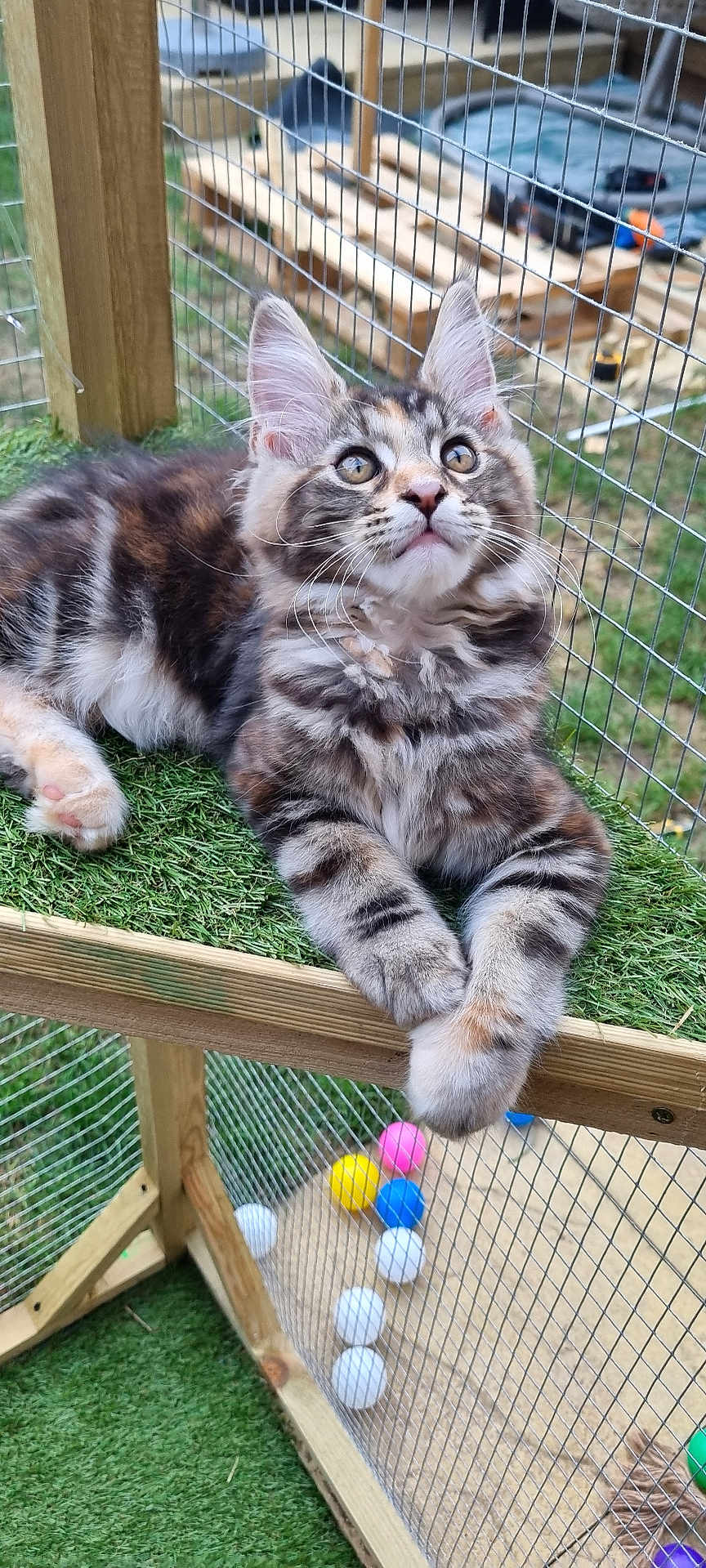 Autumn joined the competition — help win amazing prizes! cat, kitten, feline, fur, whiskers, ears, paws, artificial_grass, wire_fence, enclosure, colorful_balls, play_area, wooden_frame, outdoor, pet, cute, animal, resting, young, alert