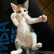 Daisy joined the competition — help win amazing prizes! kitten, cat, pet, animal, cute, feline, lying_down, paws, indoor, lap, person, fur, whiskers, tail, black, white, orange, young, small, playful