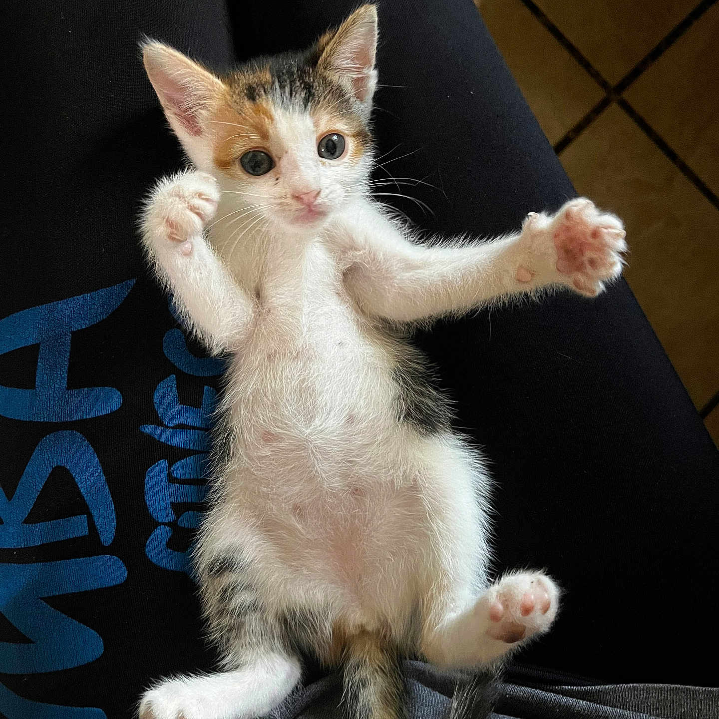 Daisy joined the competition — help win amazing prizes! animal, black, cat, cute, feline, fur, indoor, kitten, lap, lying_down, orange, paws, person, pet, playful, small, tail, whiskers, white, young