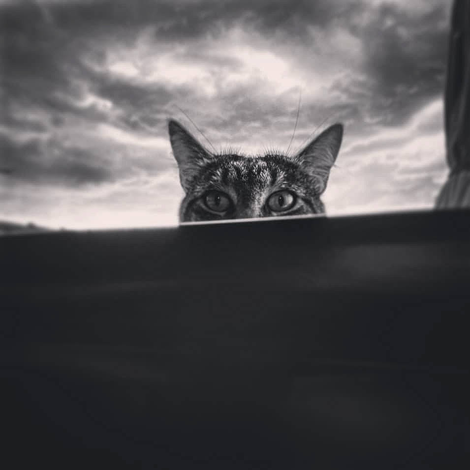 Lucky participe au concours pour gagner de l'argent avec cette photo : black, black_and_white, carnivore, cat, cloud, ear, eye, felidae, kitten, monochrome, monochrome_photography, photography, sky, small_to_medium_sized_cats, snout, stock_photography, tabby_cat, whiskers, white, wildlife