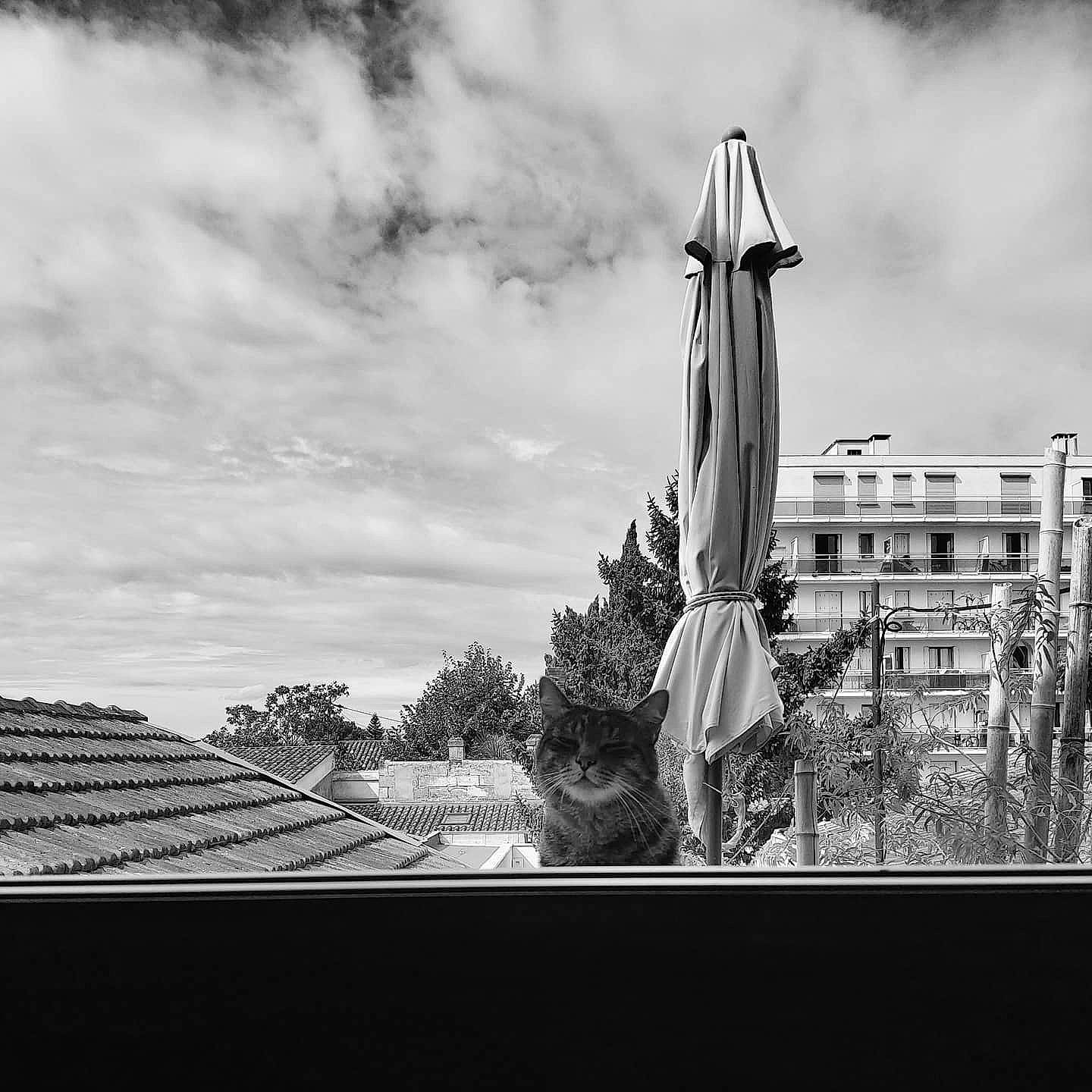 Lucky a rejoint le concours — aidez-le/la à gagner de superbes lots ! architecture, black, black_and_white, cloud, house, monochrome, monochrome_photography, photography, plant, sky, stock_photography, street, style, tree, water, white