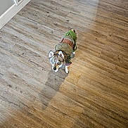 Case is registered to the contest to win money with this photo: dog, costume, turtle, blue_eyes, pet, indoor, wooden_floor, curious, small_dog, animal, looking_up, cute, canine, flooring, light_shadow, domestic, young_dog, fur, ears, standing