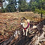 alert, animal, canine, daylight, dog, fallen_log, forest, fur, grass, harness, landscape, log, nature, outdoor, pet, pine_trees, red_harness, sky, standing, tree_stump