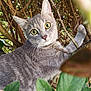Perle a rejoint le concours — aidez-le/la à gagner de superbes lots ! animal, branches, cat, close_up, curious, daylight, feline, fur, gray_tabby, greenery, leaves, nature, outdoor, paw, pet, portrait, tree, whiskers, wildlife, yellow_eyes