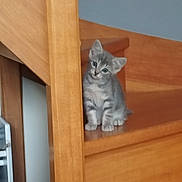 Perle a rejoint le concours — aidez-le/la à gagner de superbes lots ! kitten, cat, gray_tabby, wooden_stairs, stairs, indoor, pet, animal, curious, small, young, feline, cute, head_tilt, domestic, household, wood, floor, sitting, looking