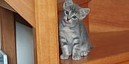 Perle a rejoint le concours — aidez-le/la à gagner de superbes lots ! animal, cat, curious, cute, domestic, feline, floor, gray_tabby, head_tilt, household, indoor, kitten, looking, pet, sitting, small, stairs, wood, wooden_stairs, young