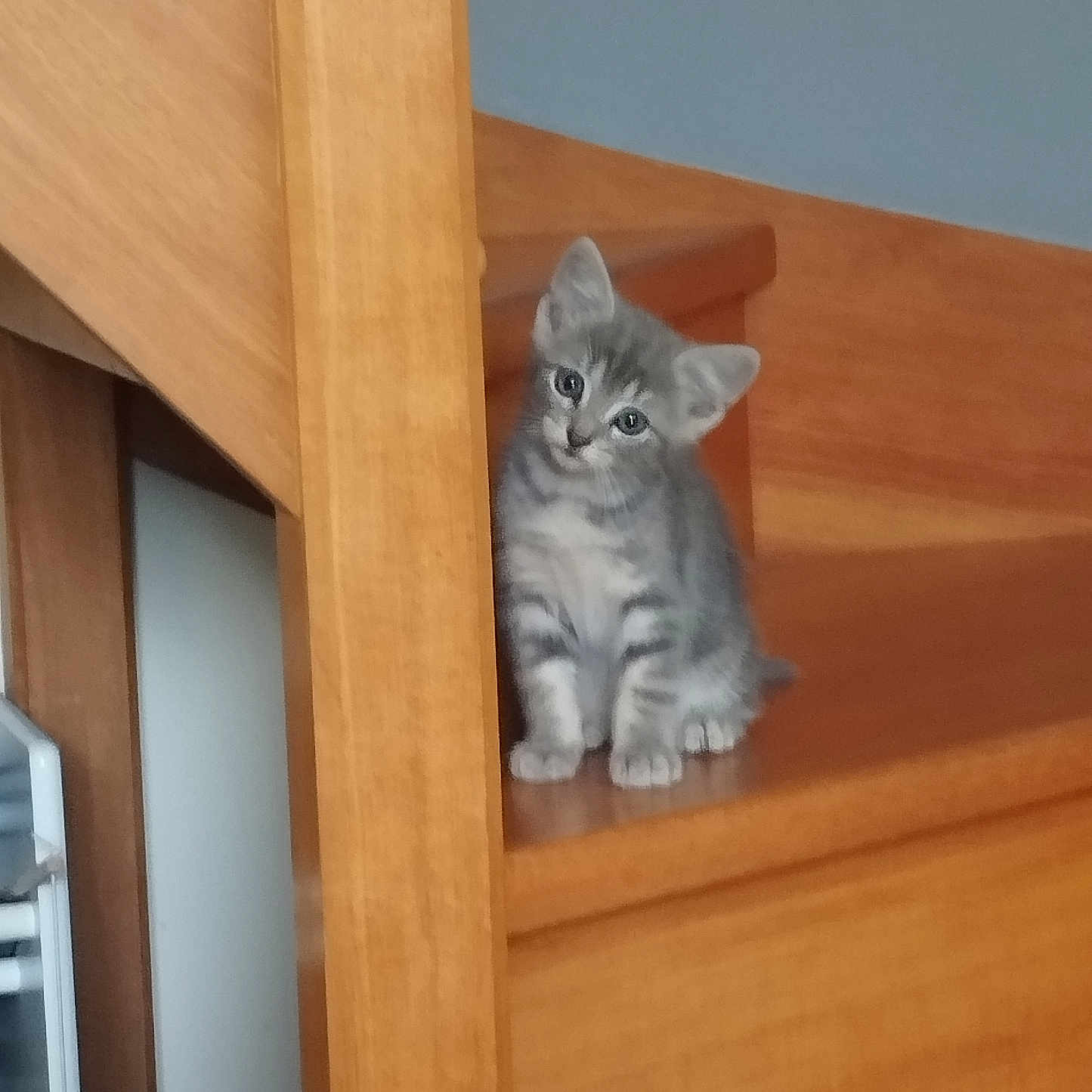 Perle a rejoint le concours — aidez-le/la à gagner de superbes lots ! animal, cat, curious, cute, domestic, feline, floor, gray_tabby, head_tilt, household, indoor, kitten, looking, pet, sitting, small, stairs, wood, wooden_stairs, young