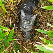 Perle a rejoint le concours — aidez-le/la à gagner de superbes lots ! animal, cat, close_up, curious, environment, eyes, feline, fur, grass, gray_tabby, green_leaves, leafy, looking_up, natural_light, nature, outdoor, pet, plant, sitting, wildlife