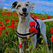 Molly a rejoint le concours — aidez-le/la à gagner de superbes lots ! dog, animal, outdoor, field, poppy_flowers, greenery, blue_sky, white_dog, black_spots, harness, nature, grass, flower, pet, happy, summer, daylight, portrait, canine, scenic