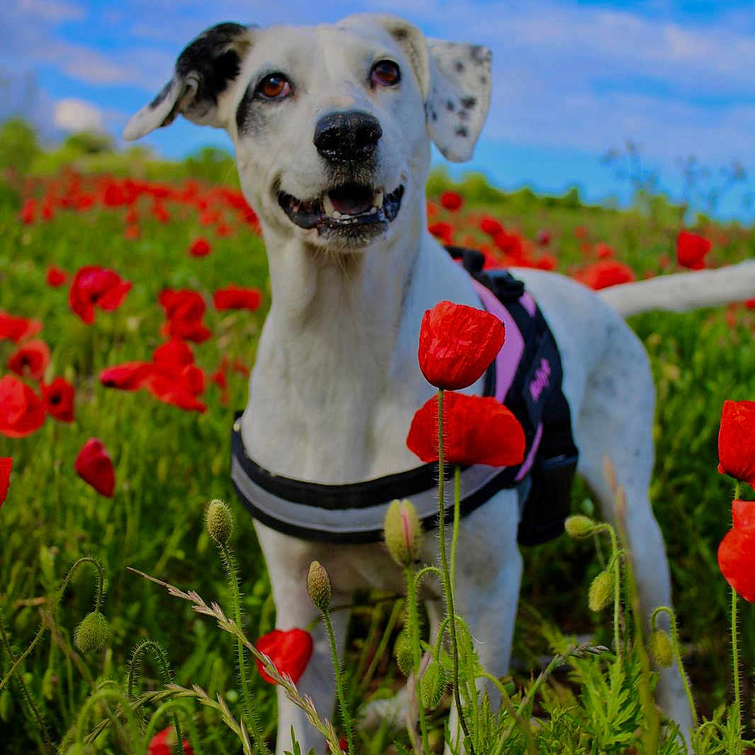 Molly a rejoint le concours — aidez-le/la à gagner de superbes lots ! animal, black_spots, blue_sky, canine, daylight, dog, field, flower, grass, greenery, happy, harness, nature, outdoor, pet, poppy_flowers, portrait, scenic, summer, white_dog