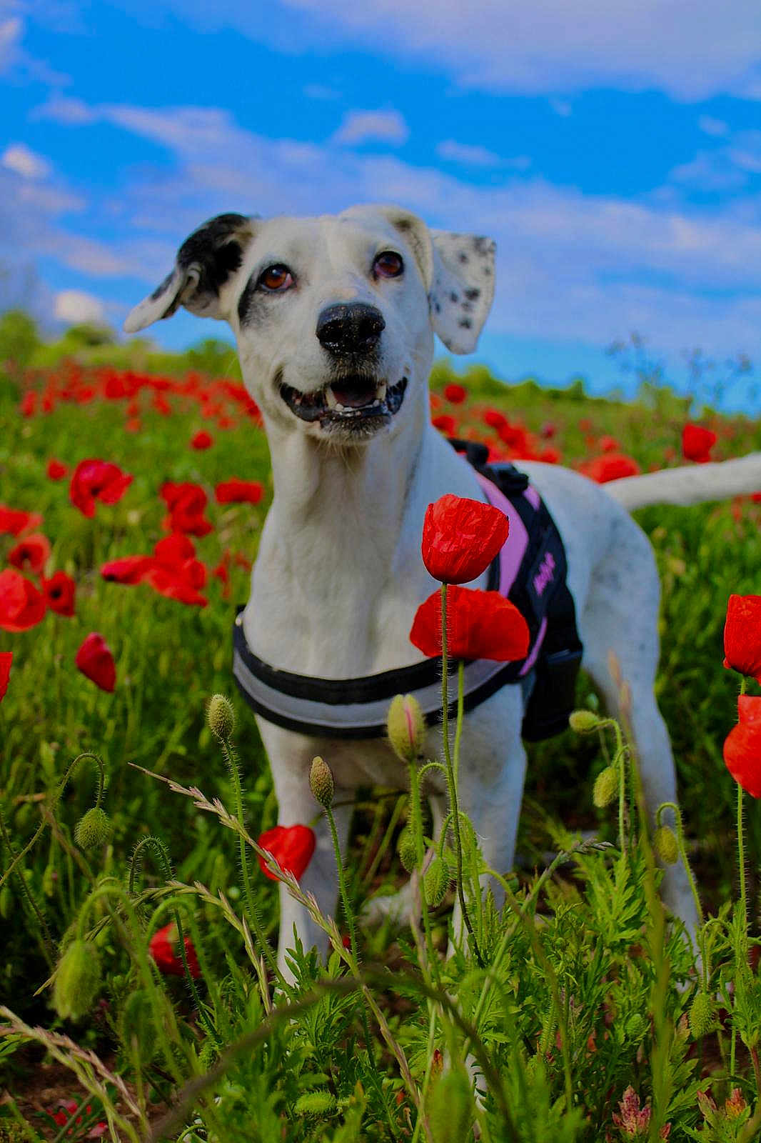 Molly a rejoint le concours — aidez-le/la à gagner de superbes lots ! dog, animal, outdoor, field, poppy_flowers, greenery, blue_sky, white_dog, black_spots, harness, nature, grass, flower, pet, happy, summer, daylight, portrait, canine, scenic