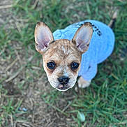 Peanut joined the competition — help win amazing prizes! puppy, dog, blue_outfit, large_ears, brown_fur, portrait, outdoor, grass, backyard, pet, animal, looking_up, closeup, cute, standing, face, eyes, nose, natural_light, photography