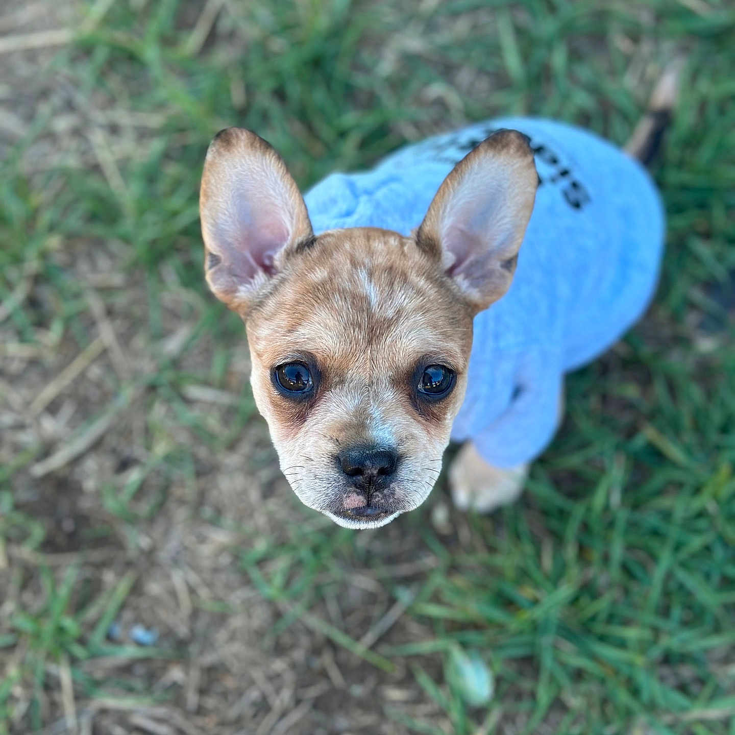 Peanut