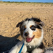 Dune a rejoint le concours — aidez-le/la à gagner de superbes lots ! animal, australian_shepherd, beach, blue_eyes, canine, closeup, dog, driftwood, happy, harness, leash, nature, outdoor, pet, playful, puppy, sand, summer, sunlight, tongue_out
