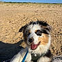 animal, australian_shepherd, beach, blue_eyes, canine, closeup, dog, driftwood, happy, harness, leash, nature, outdoor, pet, playful, puppy, sand, summer, sunlight, tongue_out
