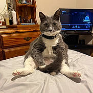 Scared Da Cat joined the competition — help win amazing prizes! cat, gray_cat, white_cat, pet, indoor, bed, furniture, dressing_table, television, curious, sitting, looking_at_camera, domestic_animal, whiskers, collar, pink_paw_pads, tail, wooden_furniture, room, household_items