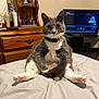 cat, gray_cat, white_cat, pet, indoor, bed, furniture, dressing_table, television, curious, sitting, looking_at_camera, domestic_animal, whiskers, collar, pink_paw_pads, tail, wooden_furniture, room, household_items