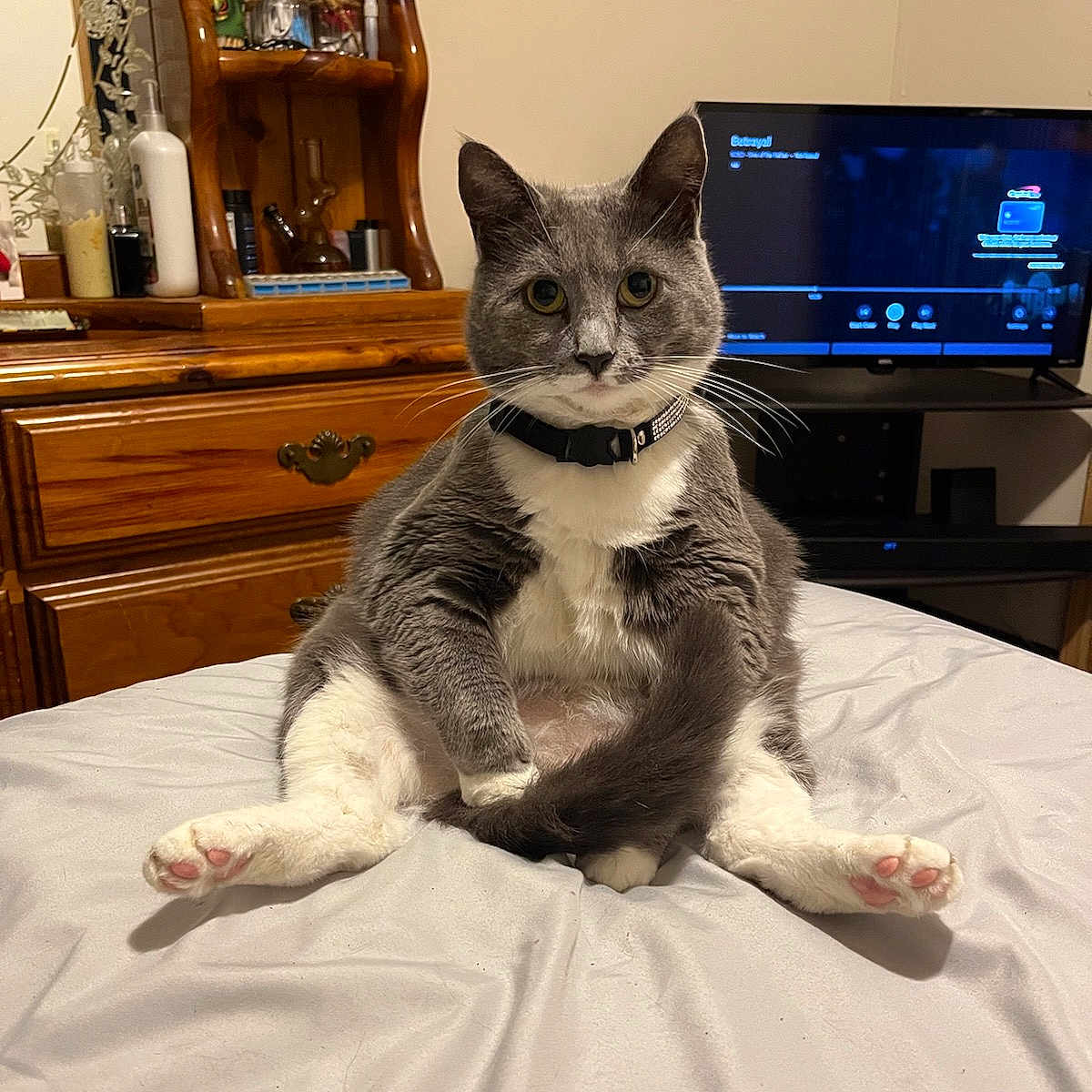 Scared Da Cat joined the competition — help win amazing prizes! bed, cat, collar, curious, domestic_animal, dressing_table, furniture, gray_cat, household_items, indoor, looking_at_camera, pet, pink_paw_pads, room, sitting, tail, television, whiskers, white_cat, wooden_furniture