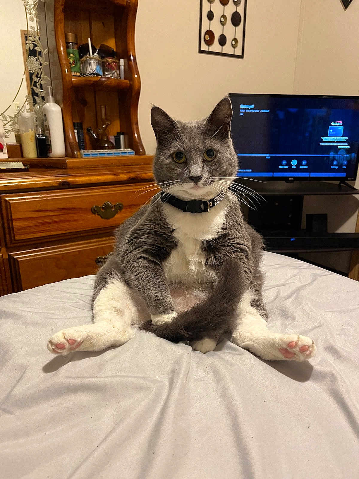 Scared Da Cat joined the competition — help win amazing prizes! cat, gray_cat, white_cat, pet, indoor, bed, furniture, dressing_table, television, curious, sitting, looking_at_camera, domestic_animal, whiskers, collar, pink_paw_pads, tail, wooden_furniture, room, household_items