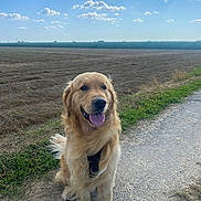 Sach a rejoint le concours — aidez-le/la à gagner de superbes lots ! animal, canine, clouds, daytime, dog, field, fur, golden_retriever, grass, happy, landscape, nature, outdoor, pet, road, rural, sitting, sky, sunlight, tongue_out