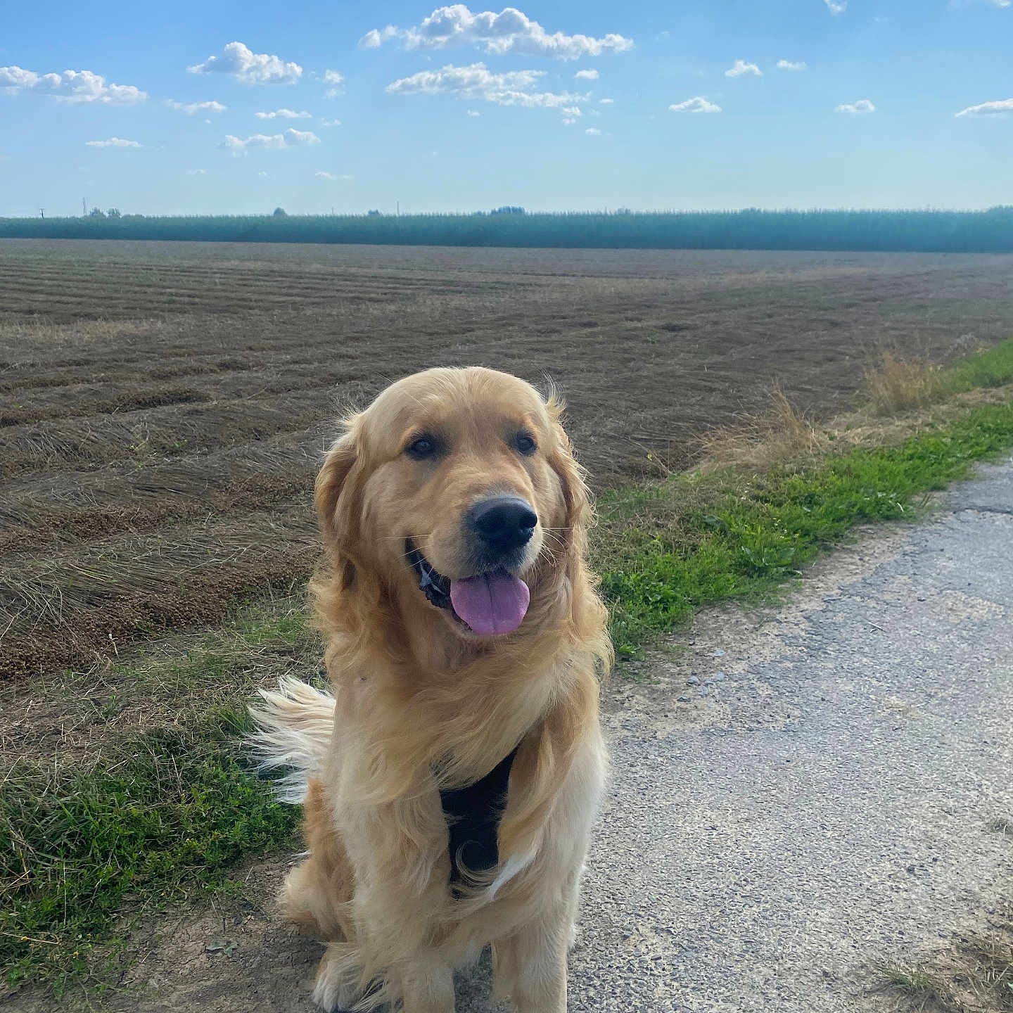 Sach a rejoint le concours — aidez-le/la à gagner de superbes lots ! animal, canine, clouds, daytime, dog, field, fur, golden_retriever, grass, happy, landscape, nature, outdoor, pet, road, rural, sitting, sky, sunlight, tongue_out