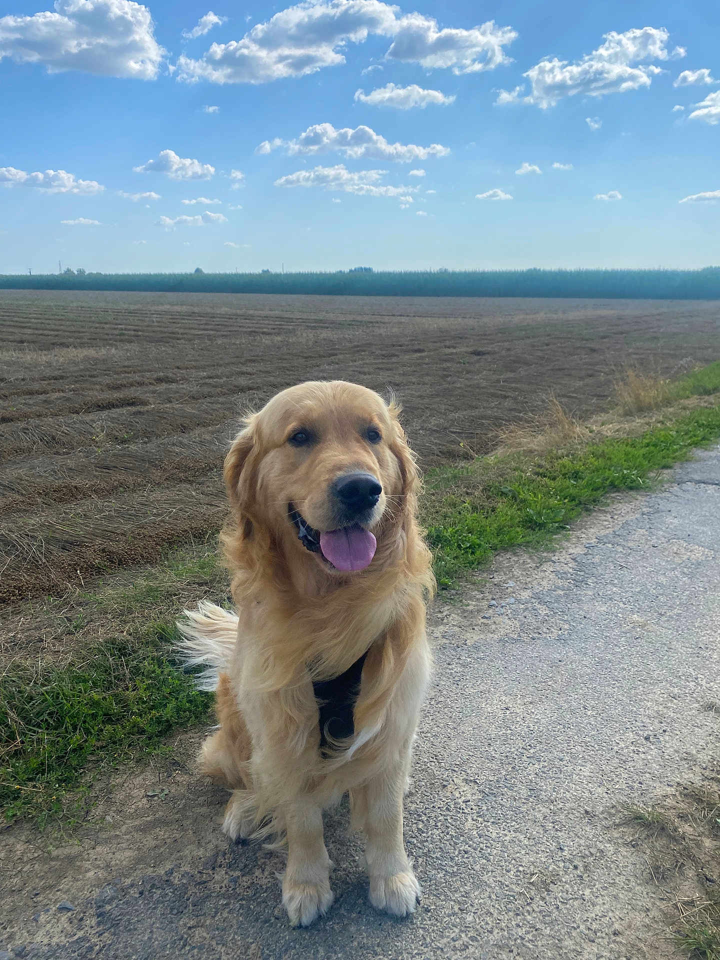 Sach a rejoint le concours — aidez-le/la à gagner de superbes lots ! animal, canine, clouds, daytime, dog, field, fur, golden_retriever, grass, happy, landscape, nature, outdoor, pet, road, rural, sitting, sky, sunlight, tongue_out