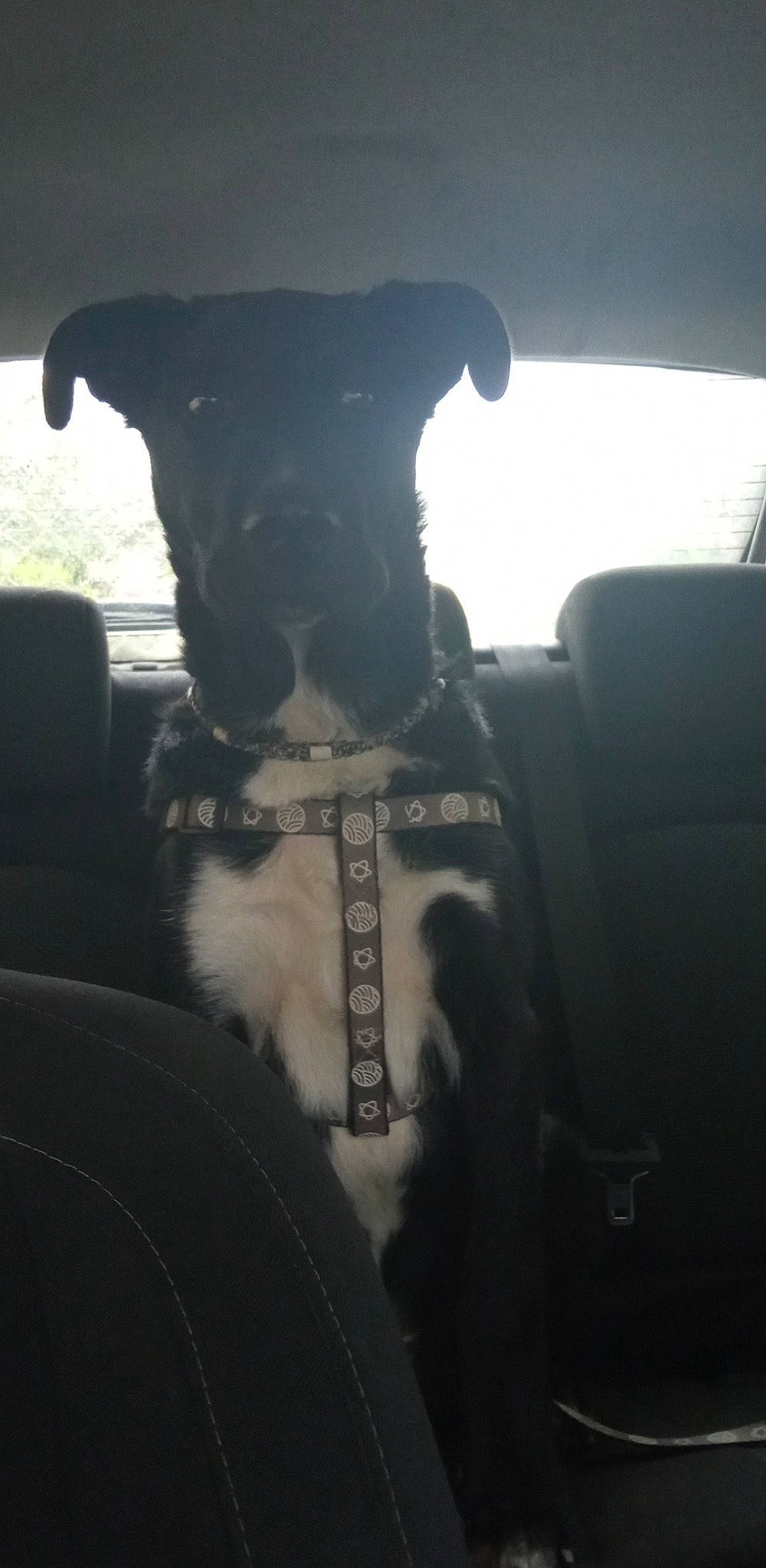 Tyson a rejoint le concours — aidez-le/la à gagner de superbes lots ! auto_part, automotive_exterior, automotive_mirror, carnivore, cloud, collar, companion_dog, dog, dog_breed, dog_collar, fawn, glass, snout, sporting_group, tints_and_shades, vehicle, vehicle_door, whiskers, window, windshield