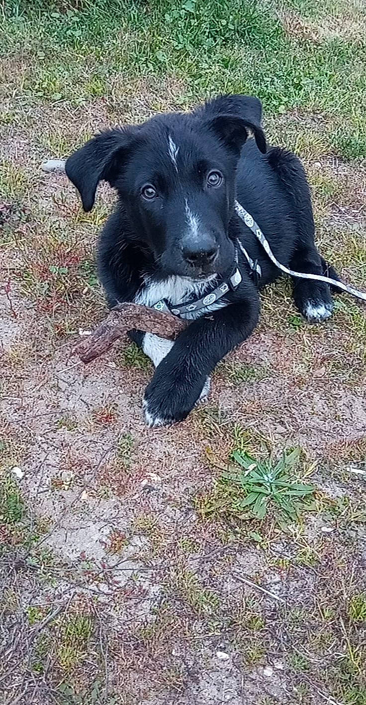 Tyson participe au concours pour gagner de l'argent avec cette photo : borador, canidae, carnivore, collar, companion_dog, dog, dog_breed, dog_collar, grass, hunting_dog, plant, snout, sporting_group, tail, terrestrial_animal, working_animal