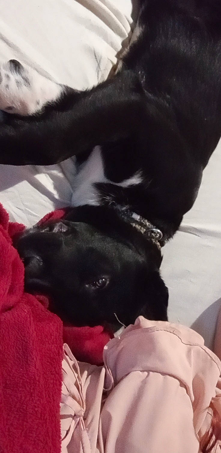 Tyson participe au concours pour gagner de l'argent avec cette photo : borador, carnivore, collar, comfort, companion_dog, dog, dog_breed, dog_collar, ear, fawn, fur, gesture, linens, liver, mammal, snout, sporting_group, vertebrate, whiskers, working_animal