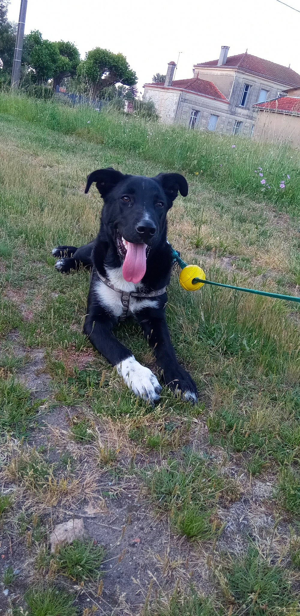 Tyson participe au concours pour gagner de l'argent avec cette photo : borador, canidae, carnivore, collar, companion_dog, dog, dog_breed, dog_collar, fawn, grass, grassland, hunting_dog, leash, non_sporting_group, plant, snout, sporting_group, tail, working_animal, working_dog