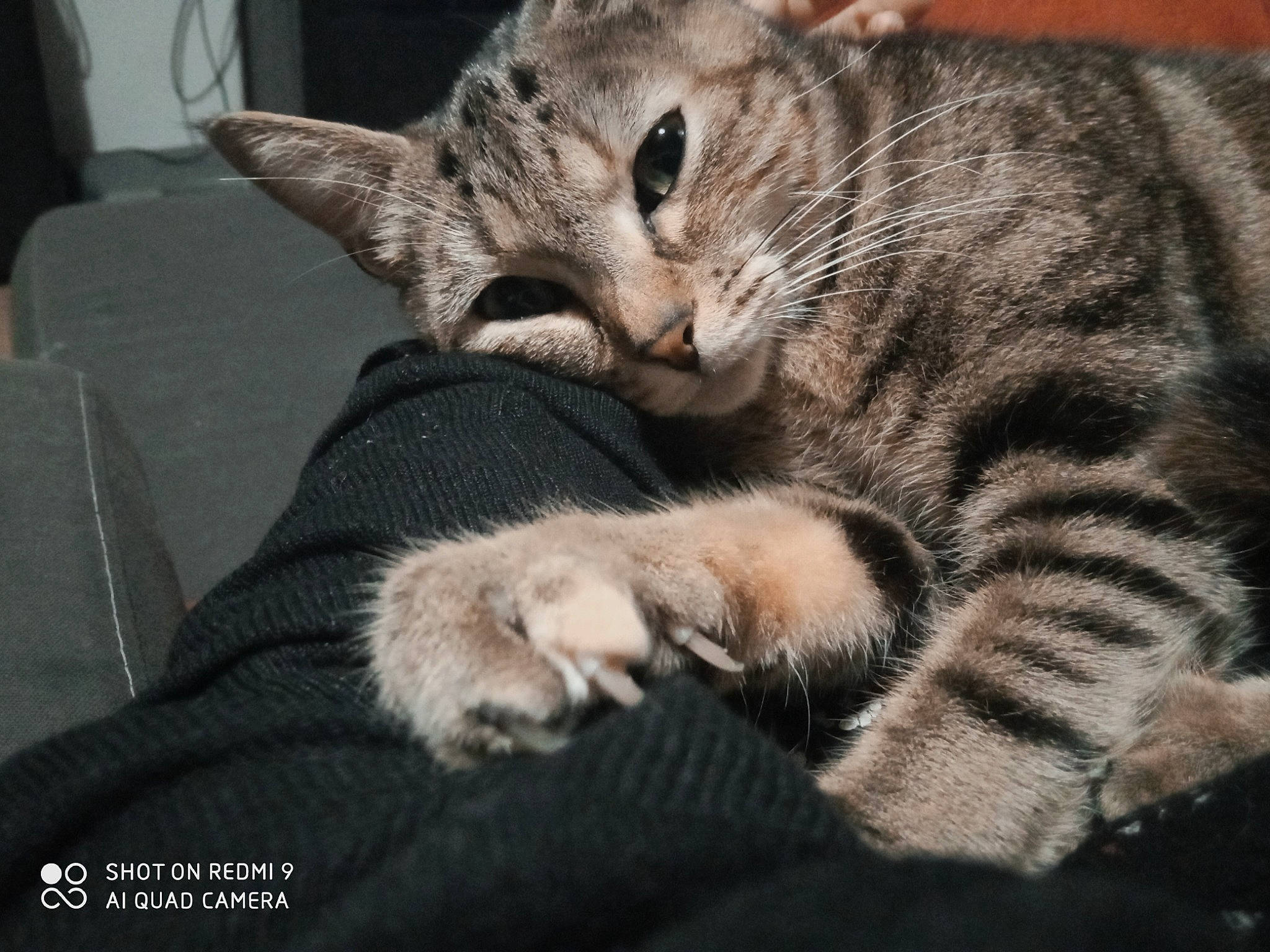 Holly participe au concours pour gagner de l'argent avec cette photo : carnivore, cat, claw, comfort, couch, domestic_short_haired_cat, felidae, fur, grey, nap, paw, sleep, small_to_medium_sized_cats, snout, tail, terrestrial_animal, whiskers
