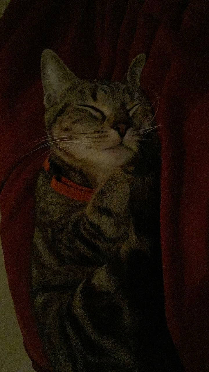 Holly a rejoint le concours — aidez-le/la à gagner de superbes lots ! art, carnivore, cat, darkness, domestic_short_haired_cat, drawing, felidae, fur, grey, illustration, iris, paint, painting, small_to_medium_sized_cats, snout, tail, terrestrial_animal, visual_arts, whiskers, window