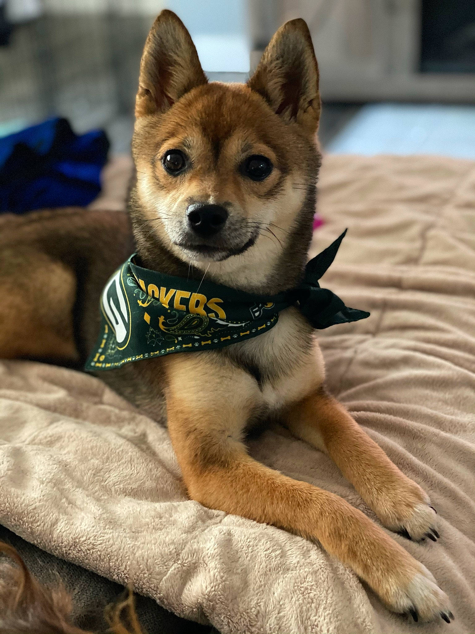 Mia is registered to the contest to win money with this photo: ancient_dog_breeds, canidae, canis, carnivore, companion_dog, dog, dog_breed, dog_clothes, dog_supply, fawn, fur, snout, sporting_group, tail, terrestrial_animal, toy_dog, whiskers, wildlife, working_animal, working_dog