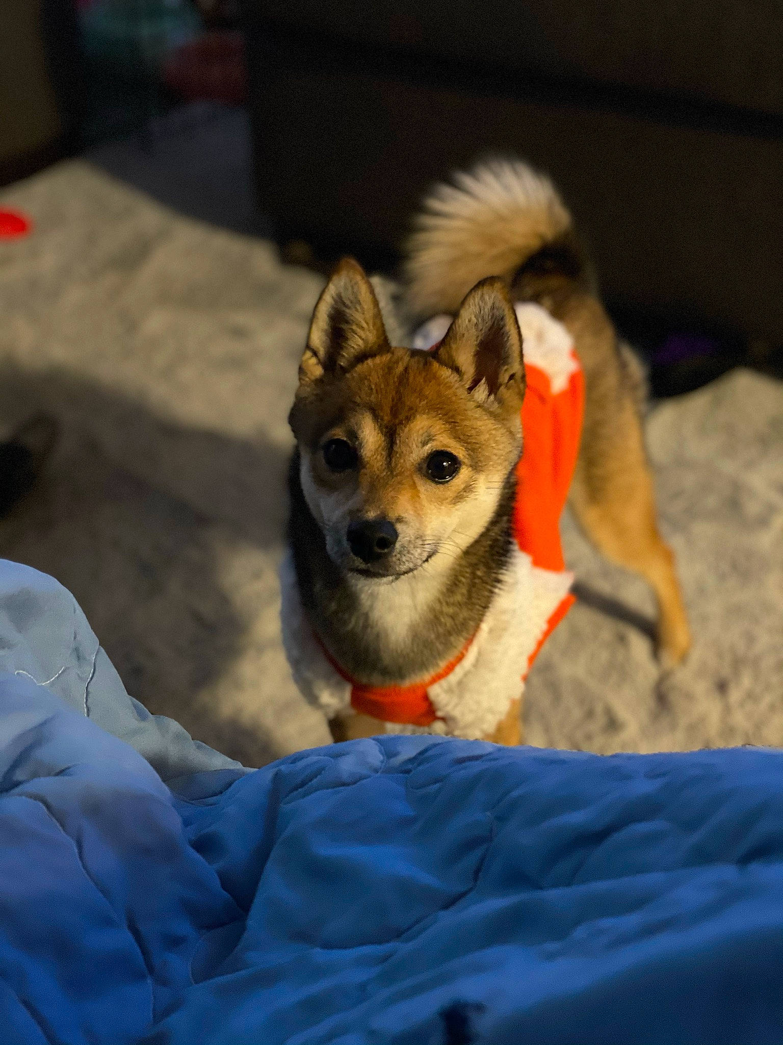 Mia is registered to the contest to win money with this photo: ancient_dog_breeds, canidae, carnivore, collar, comfort, companion_dog, dog, dog_breed, dog_supply, fawn, fur, non_sporting_group, snout, sporting_group, tail, terrestrial_animal, toy_dog, whiskers, wildlife, working_animal